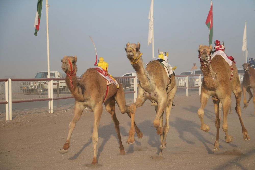 انطلاق منافسات السباق الأول للهجن بـ أدم