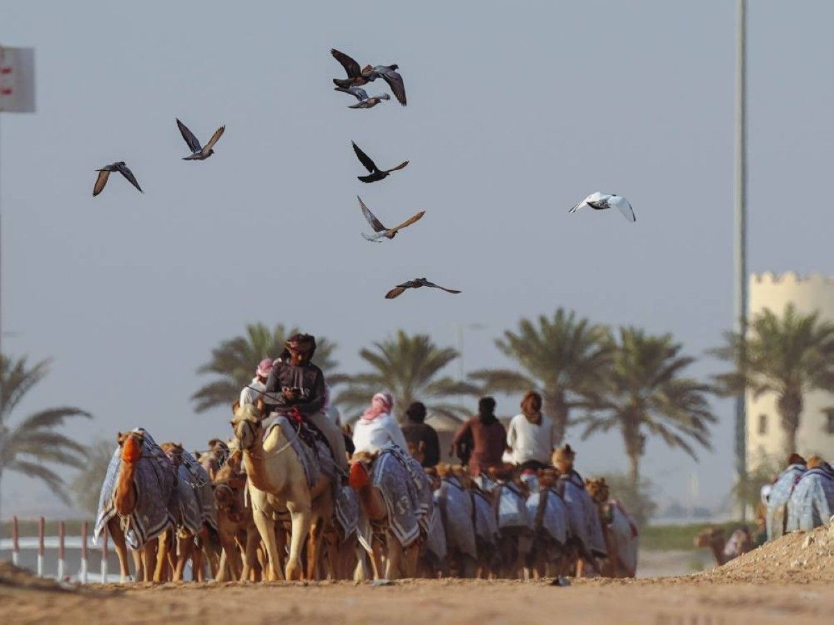 شارع المليون .. وجهة متميزة لعشاق الإبل بمهرجان الظفرة