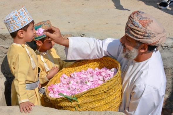 في موسم حصاده .. ورد الجبل الأخضر قيمة تراثية واقتصادية ومنتج سياحي متنوع