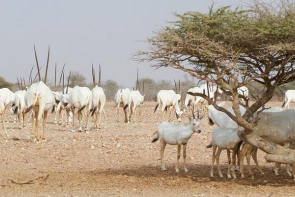 حيوان المها العربي.. موروث بيئي وهوية رئيسة للتاريخ الطبيعي العُماني