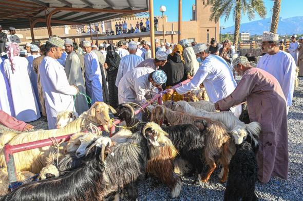 بحلول عيد الفطر المبارك .. احذر عند شراء الماشية وذبحها