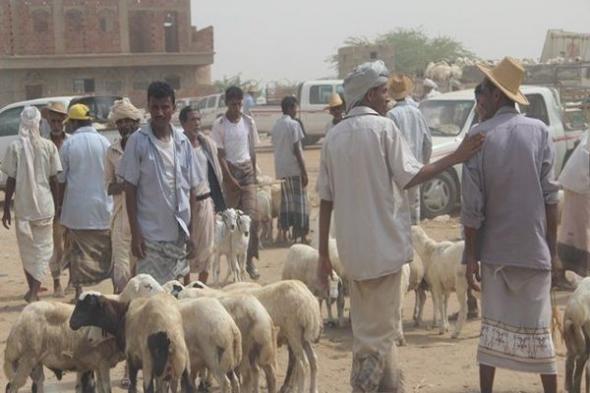 مليشيا الحوثي تنهب أكثر من 150 من المواشي أضاحي الفقراء بإب