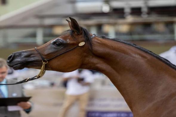 انطلاق بطولات جمال الخيل أكتوبر المقبل