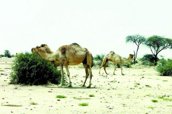 «البيئة» تضيف الأغنام إلى قرار حظر الرعي