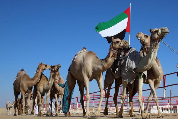 برعاية رئيس الدولة.. مهرجان الظفرة ينطلق 21 أكتوبر