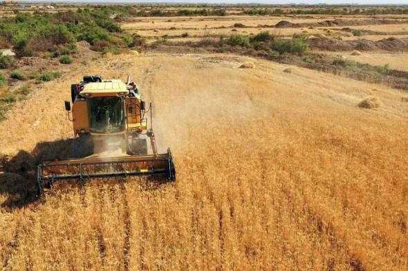 توقعات بزيادة واردات المغرب من القمح اللين إلى 5 ملايين طن بسبب الجفاف