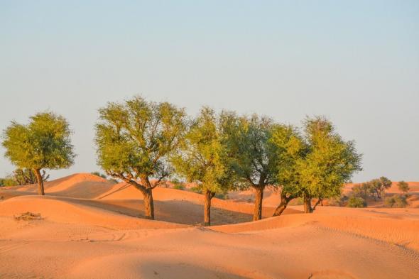 أشجار الغاف في الإمارات.. كنوز بيئية تعزز الرقعة الخضراء وتكافح التغير المناخي