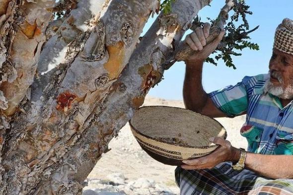 كيف يتم تسويق اللبان العُماني وفق المؤشر الجغرافي؟ .. إليك التفاصيل