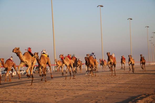 بدء منافسات سباق الهجن بولاية أدم