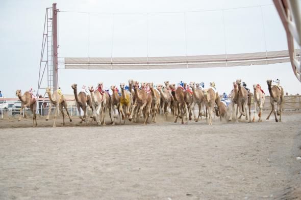 بعد غدٍ.. انطلاق منافسات السباق العام للهجن بولاية بركاء