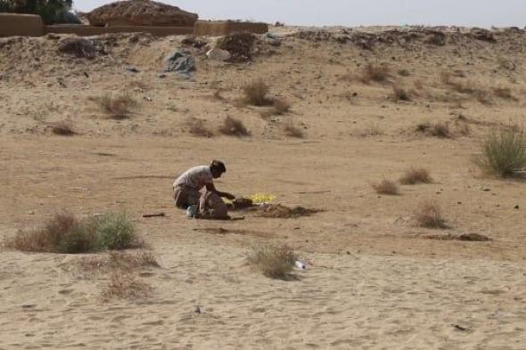 حجة.. الفرق الهندسية للجيش تنتزع عددا من الألغام الحوثية في ميدي