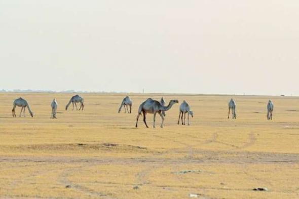 «البيئة» تواجه الرعي الجائر في «الأديرع»