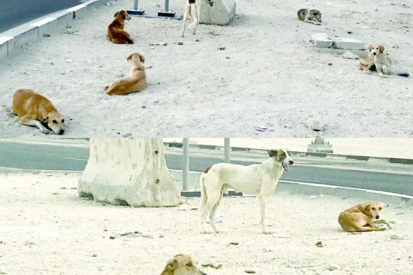 مطالب بـ «جدول زمني» لإيوائها أو القضاء عليها.. الكلاب الضالة تصول وتجول.. والأهالي ينتظرون الحلول