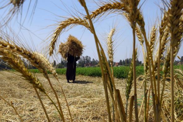 مصر .. الاحتياطي الاستراتيجي من القمح يكفي لـ 6.9 أشهر