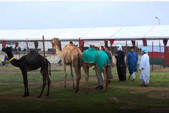 انطلاق مهرجان ظفار للمزاينة والمحالبة