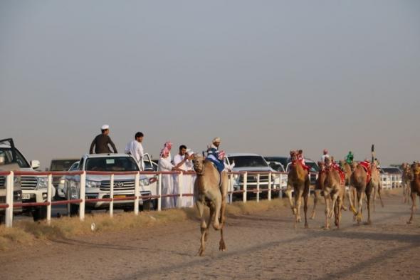 انطلاق منافسات سباق الهجن بولاية أدم