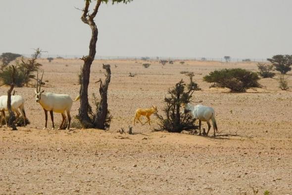 أكثر من 1300 زائر لمحمية المها العربية