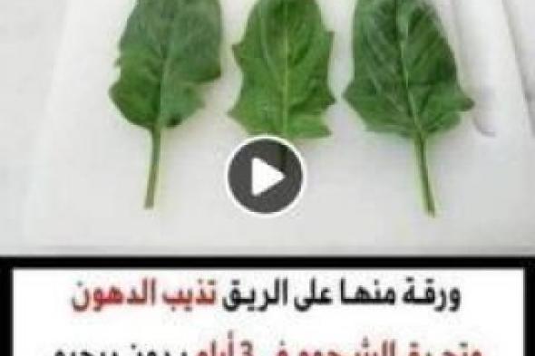 مهما كانت كرشتك كبيرة .. ورقة منها على الريق تذيب الدهون وتحرق الشحوم في 3 أيام